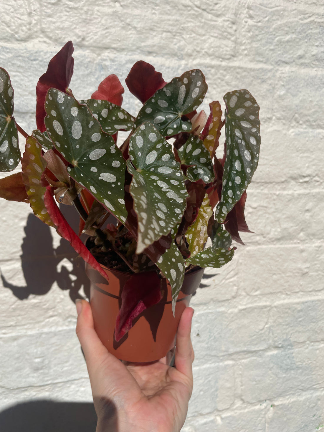 Begonia maculata &