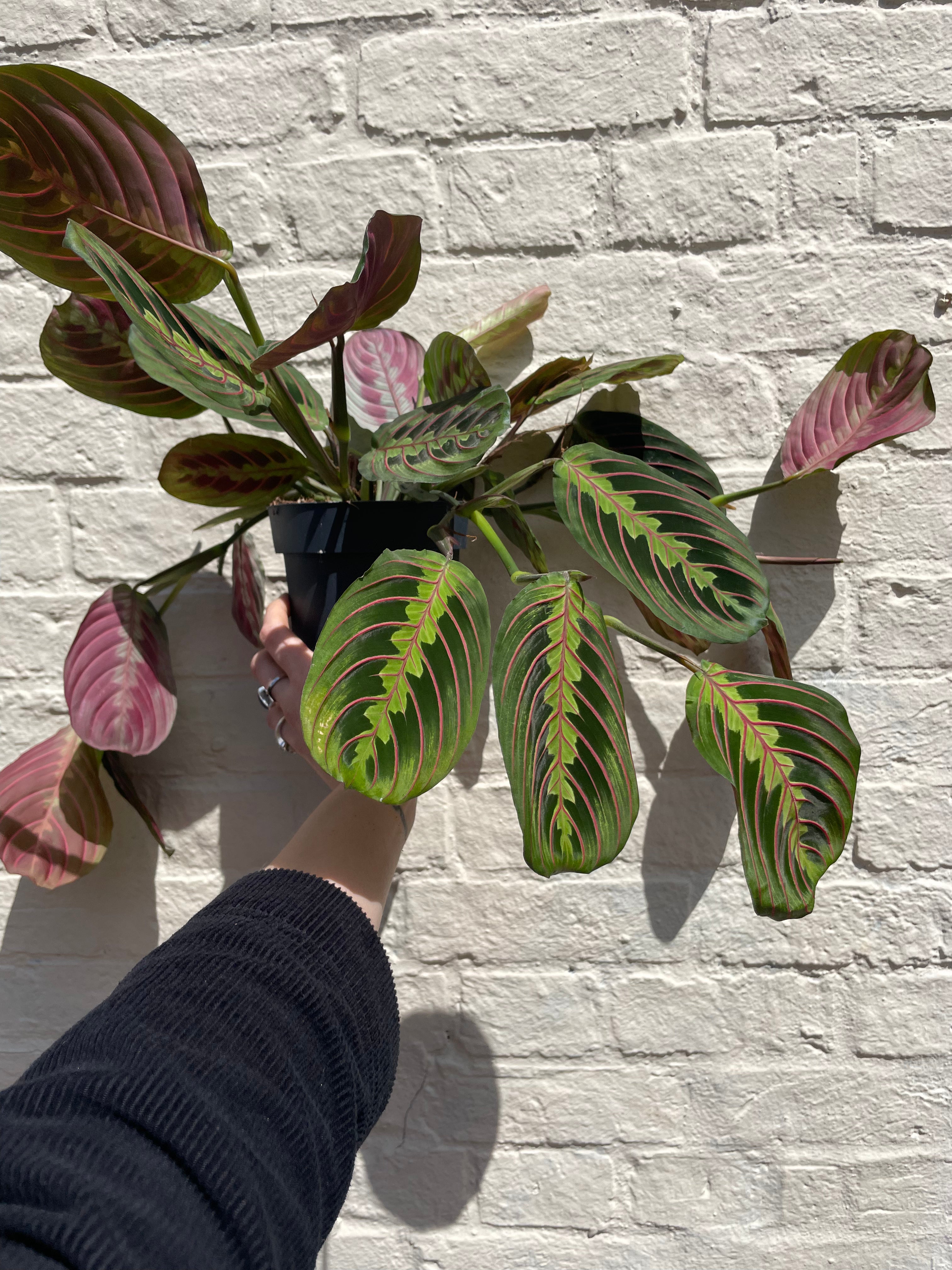 Maranta leuconeura &