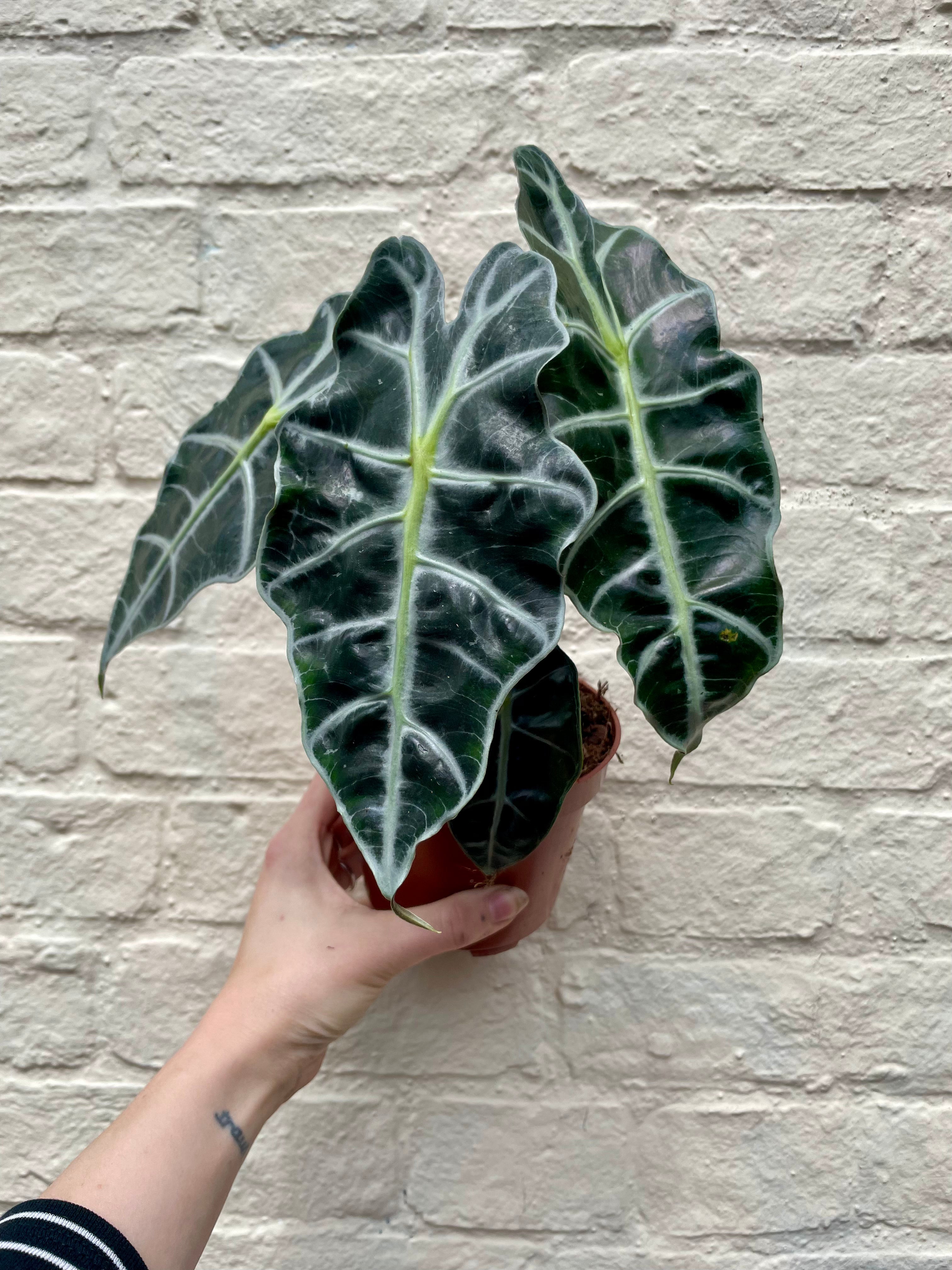 Alocasia amazonica &