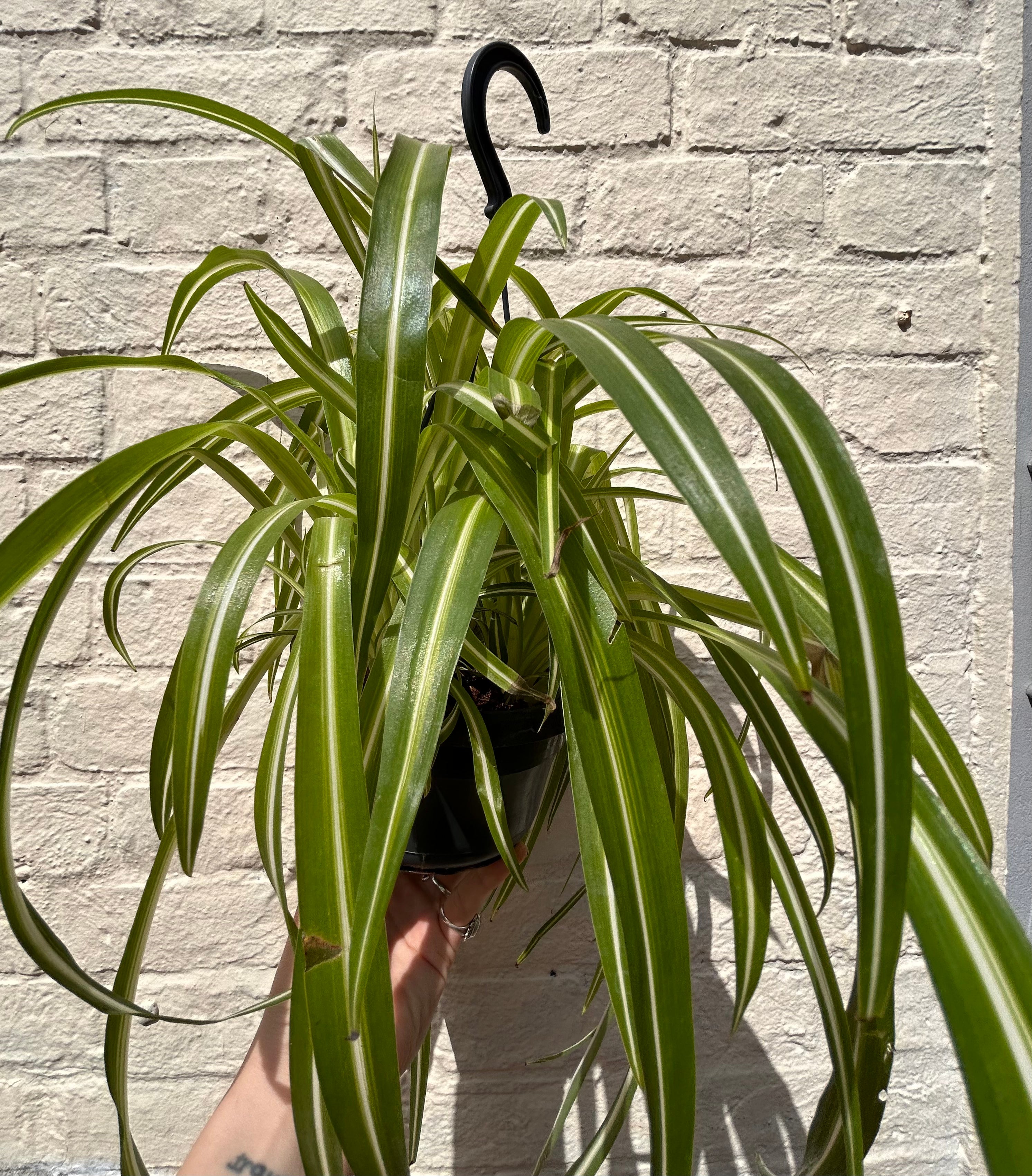 Chlorophytum comosum (Spider Plant)