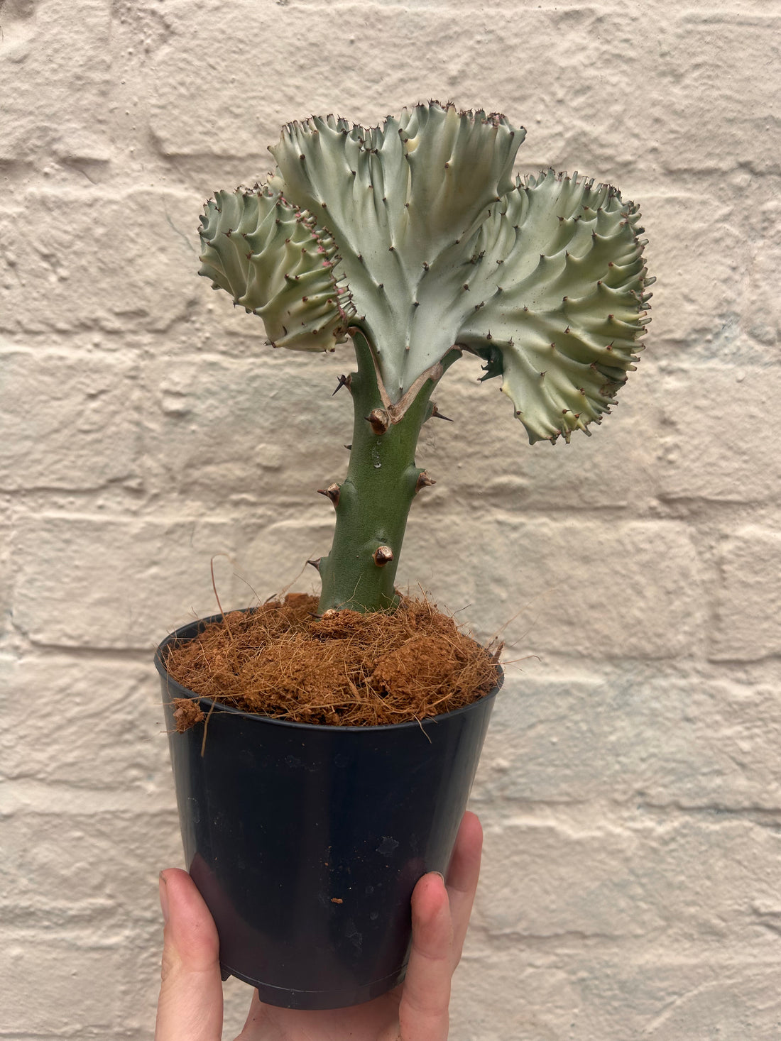 Euphorbia Cristata Cactus