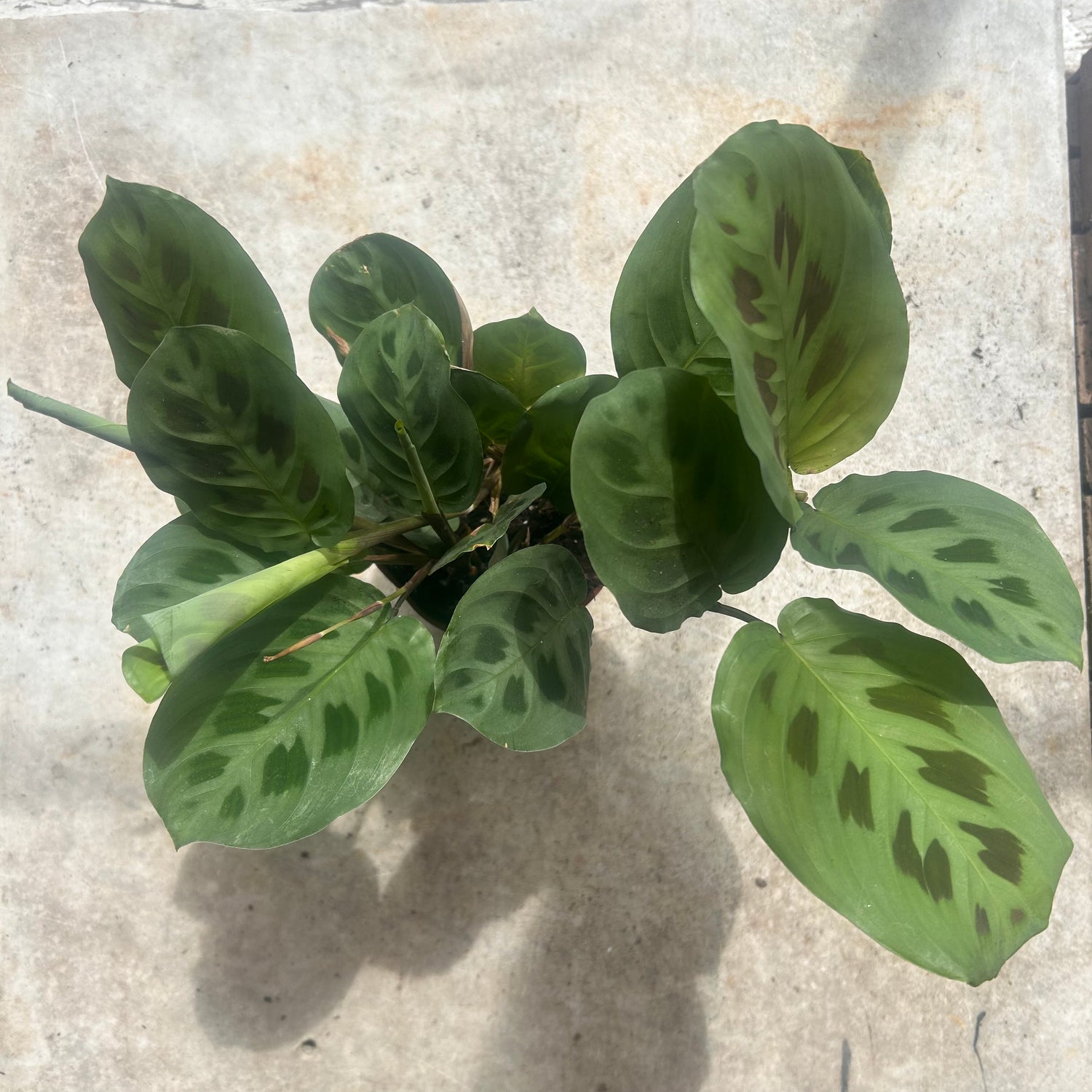 Maranta leuconeura &