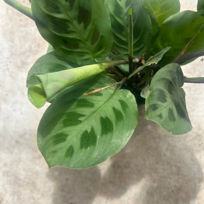 Maranta leuconeura &