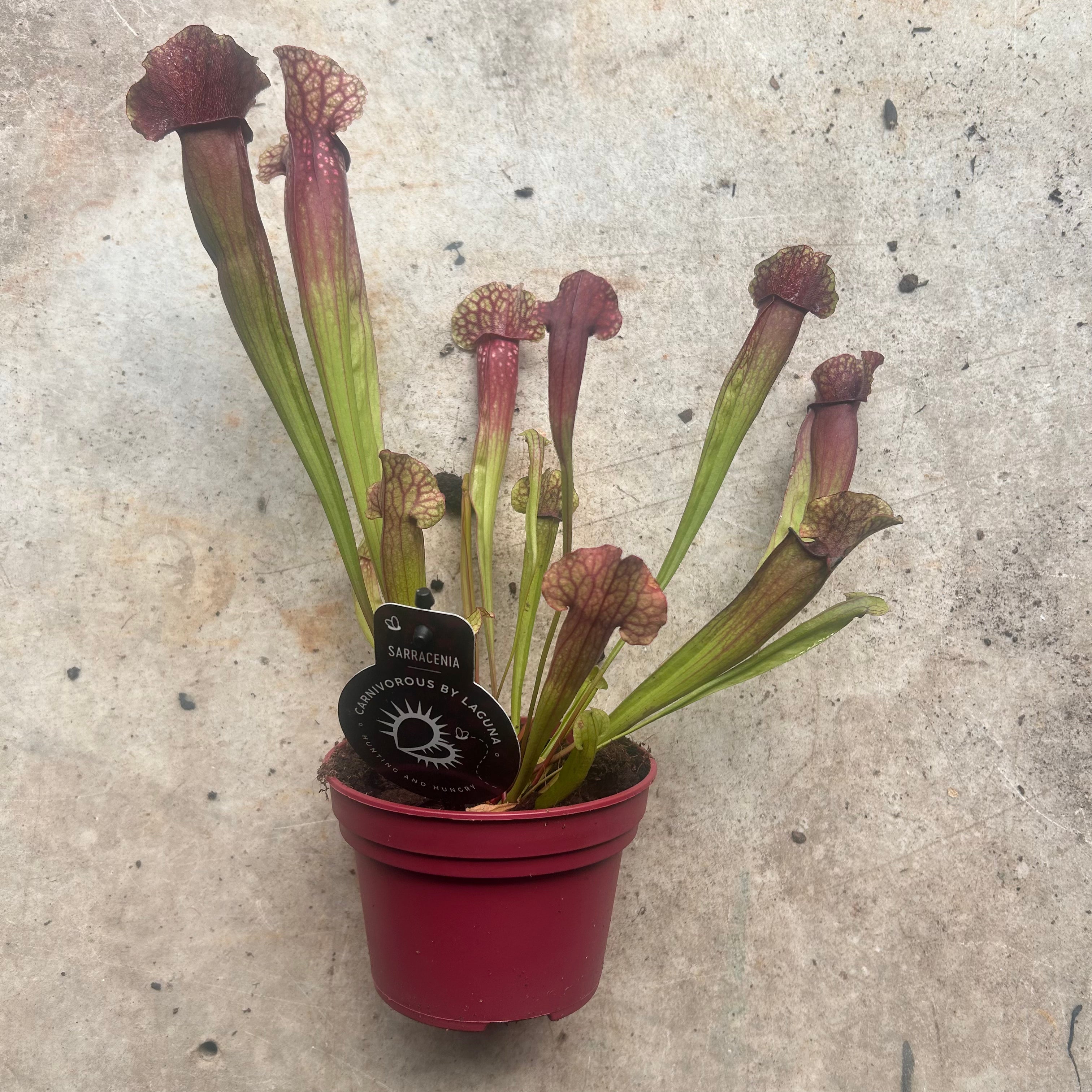 Sarracenia &