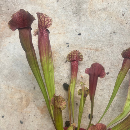 Sarracenia &