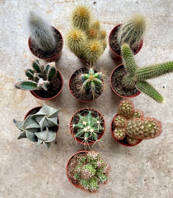 Cactus varieties (Mixed cacti varieties in 5.5cm pot)