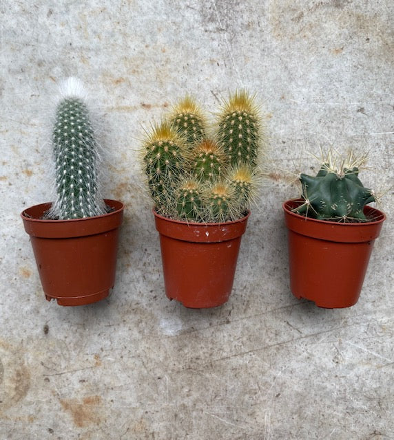 Cactus varieties (Mixed cacti varieties in 5.5cm pot)