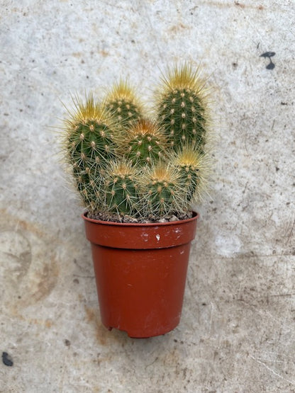 Cactus varieties (Mixed cacti varieties in 5.5cm pot)