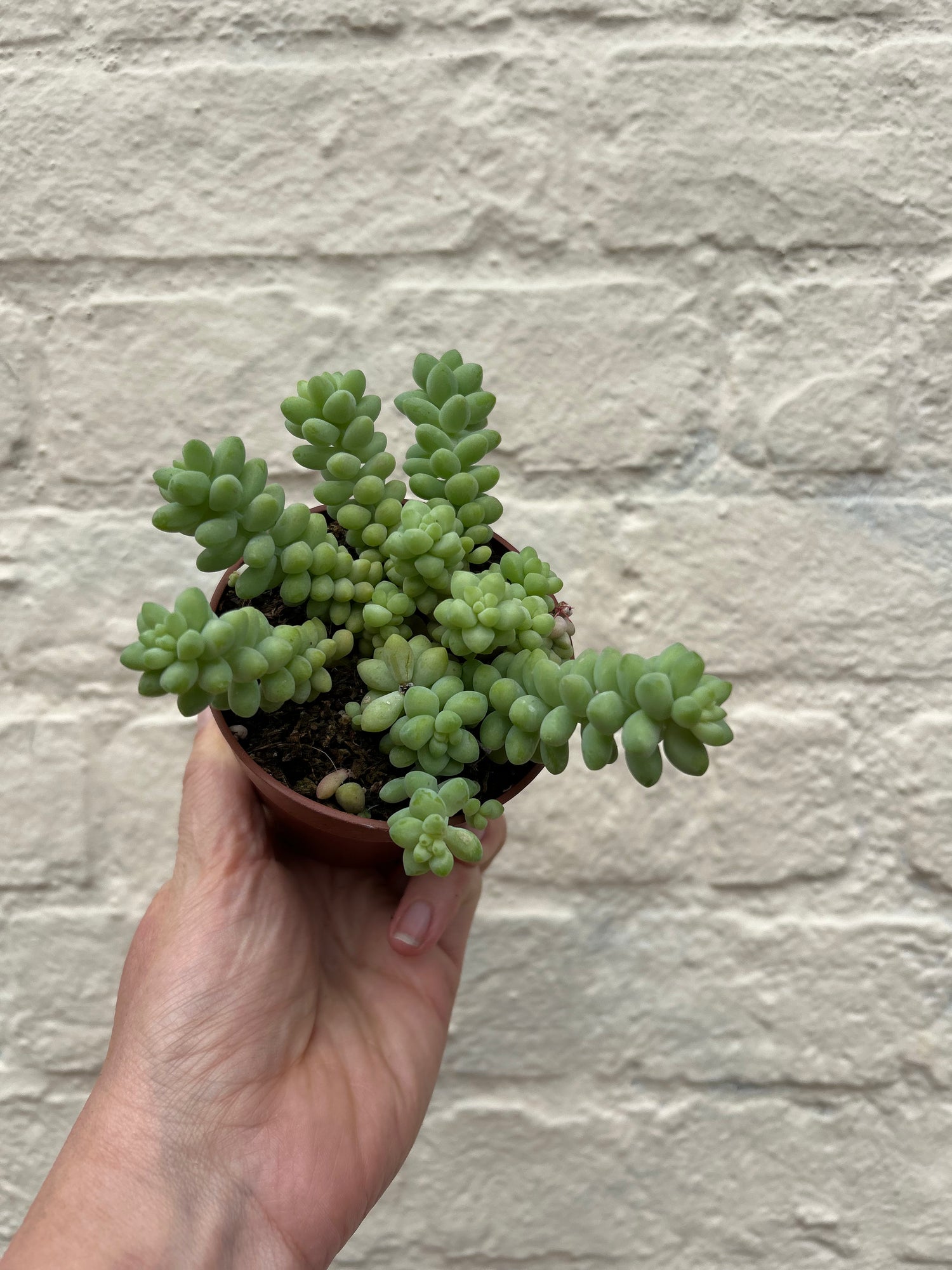 Sedum morganianum &