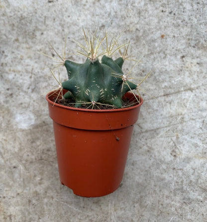 Cactus varieties (Mixed cacti varieties in 5.5cm pot)