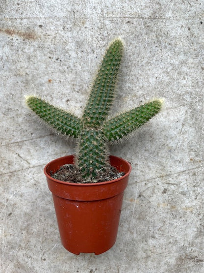 Cactus varieties (Mixed cacti varieties in 5.5cm pot)