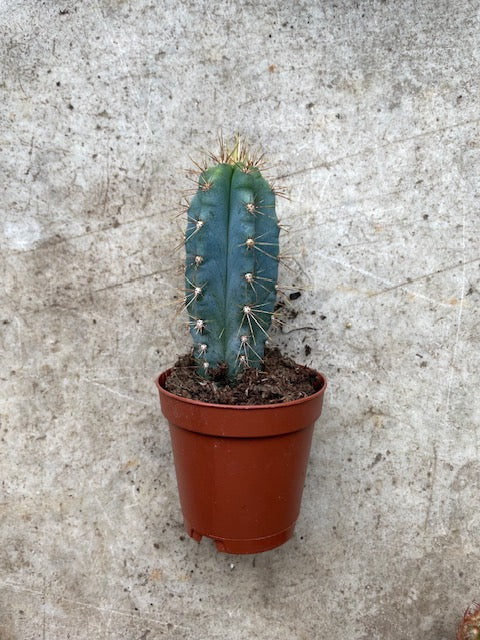 Cactus varieties (Mixed cacti varieties in 5.5cm pot)