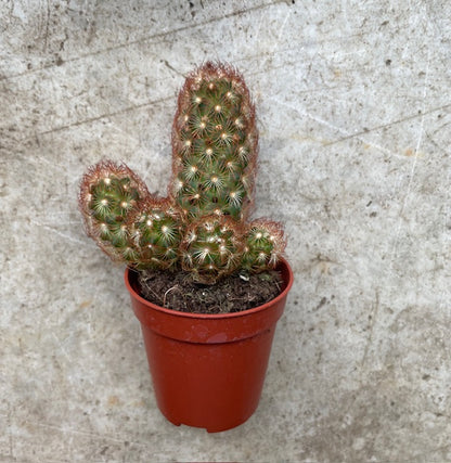 Cactus varieties (Mixed cacti varieties in 5.5cm pot)