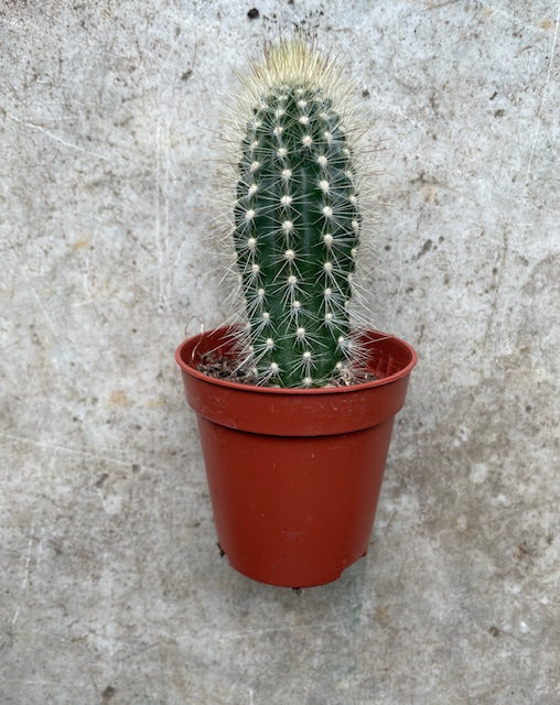 Cactus varieties (Mixed cacti varieties in 5.5cm pot)