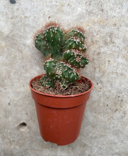 Cactus varieties (Mixed cacti varieties in 5.5cm pot)