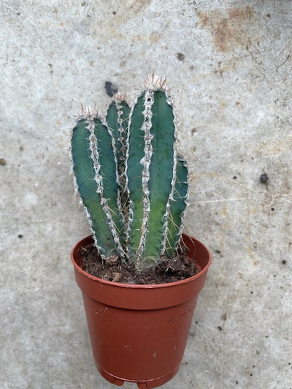 Cactus varieties (Mixed cacti varieties in 5.5cm pot)