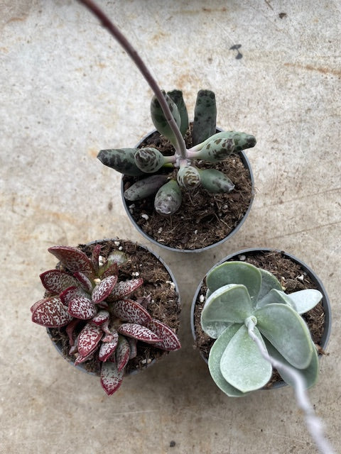 Adromischus varieties (Succulent plant) 2 sizes