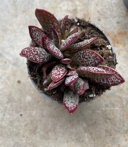 Adromischus varieties (Succulent plant) 2 sizes