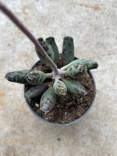 Adromischus varieties (Succulent plant) 2 sizes