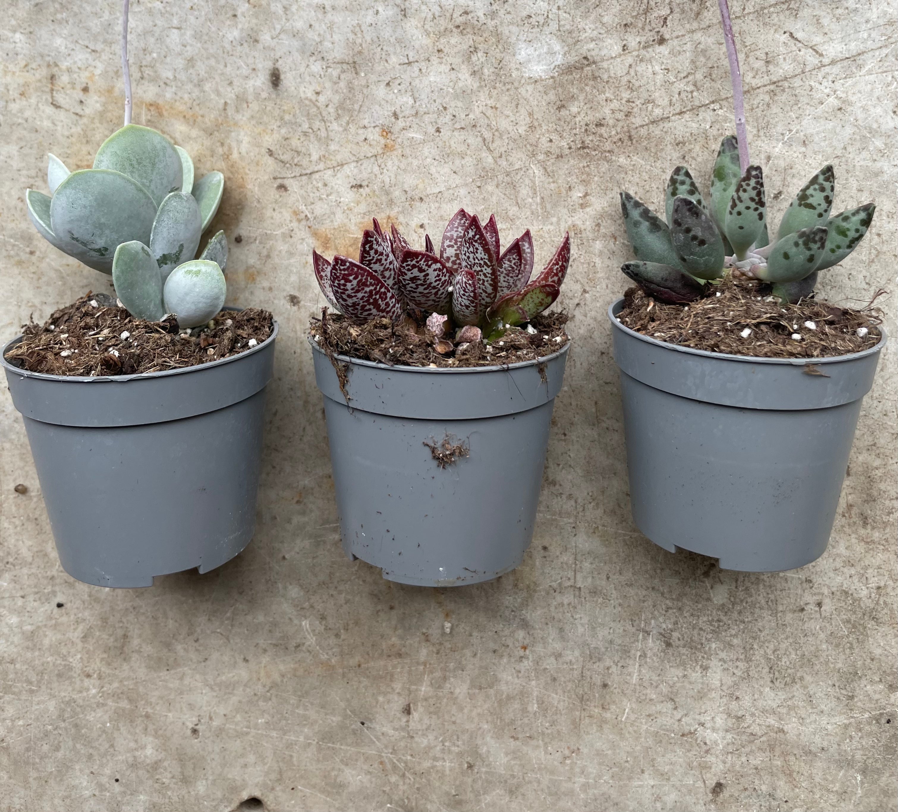 Adromischus varieties (Succulent plant) 2 sizes