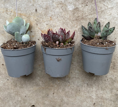 Adromischus varieties (Succulent plant) 2 sizes