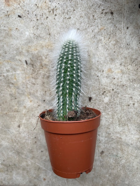 Cactus varieties (Mixed cacti varieties in 5.5cm pot)