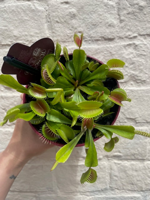 Carnivorous Plants ( 4 Different Varieties)