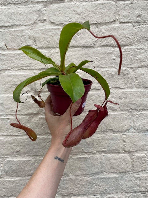 Carnivorous Plants ( 4 Different Varieties)