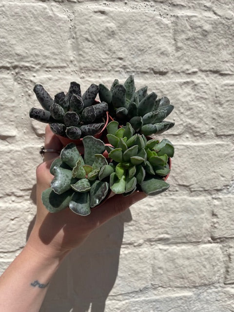 Adromischus varieties (Succulent plant) 2 sizes