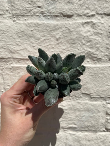 Adromischus varieties (Succulent plant) 2 sizes