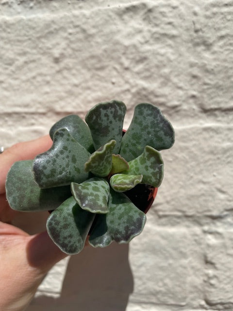 Adromischus varieties (Succulent plant) 2 sizes