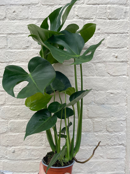 Monstera Deliciosa (Cheese Plant / Swiss Cheese Plant) - Various Sizes