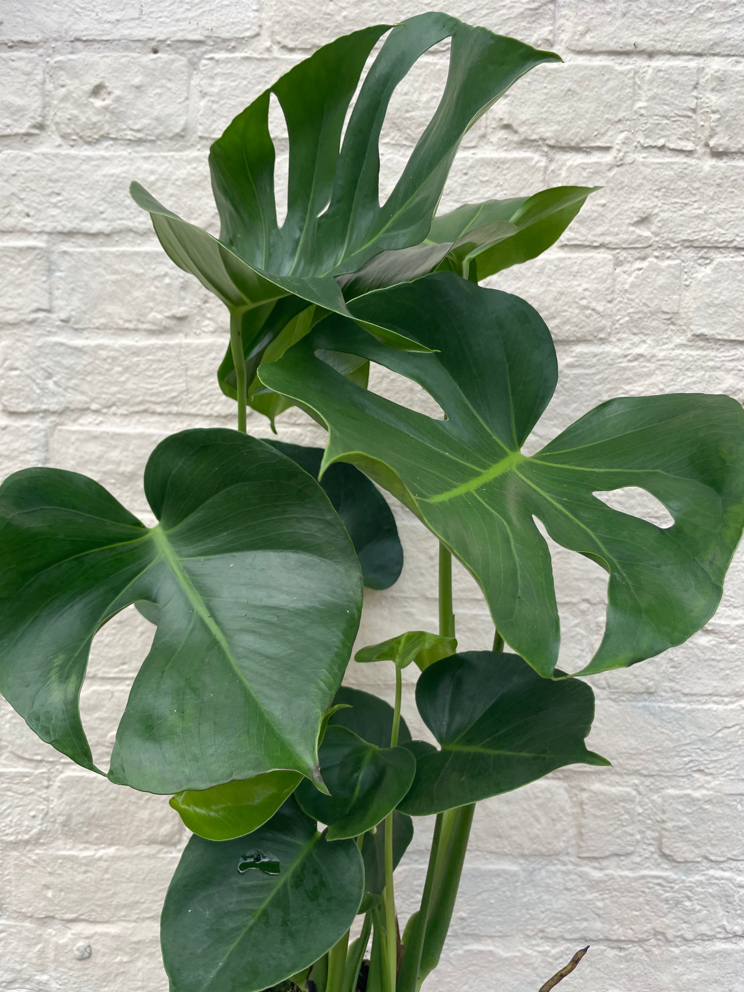 Monstera Deliciosa (Cheese Plant / Swiss Cheese Plant) - Various Sizes