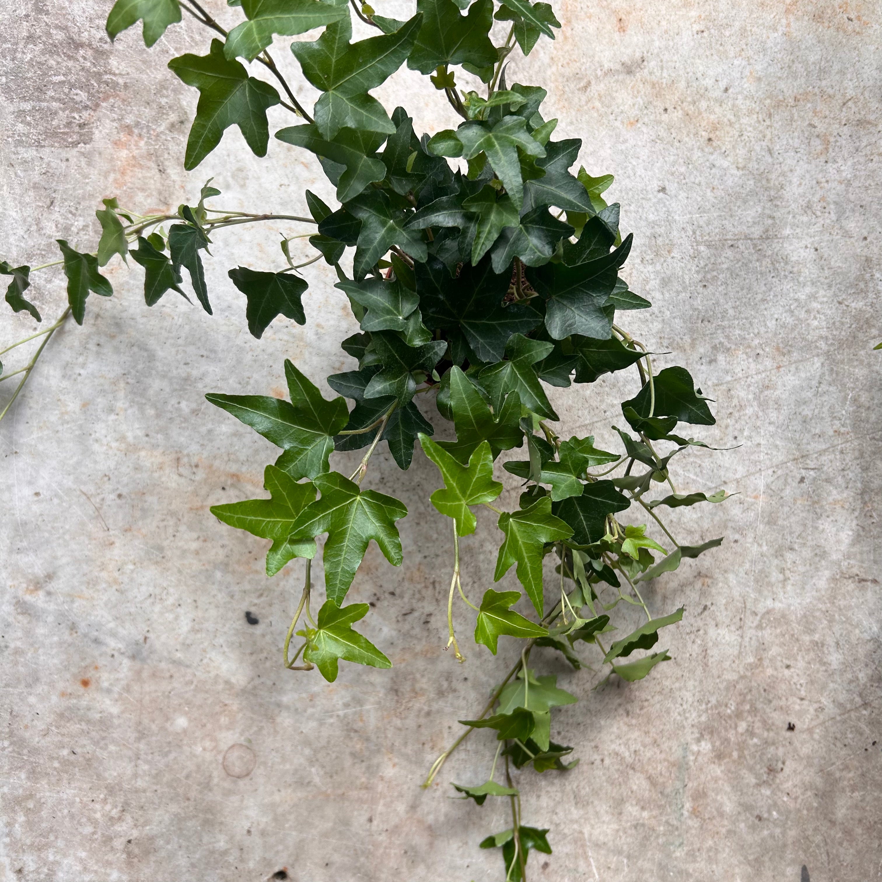 Hedera helix &