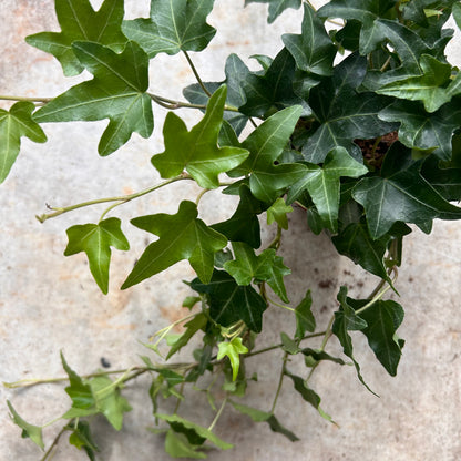 Hedera helix &