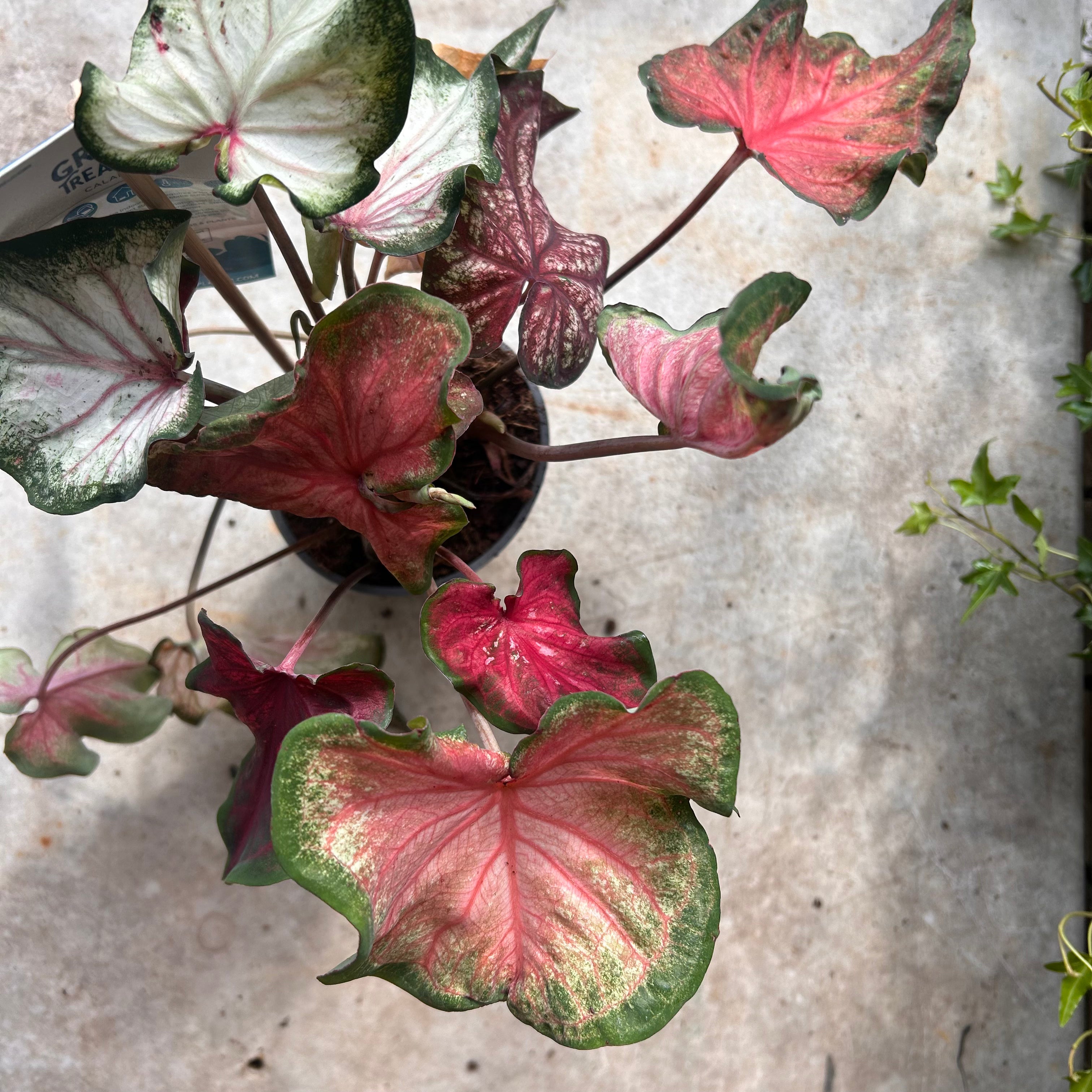 Caladium &