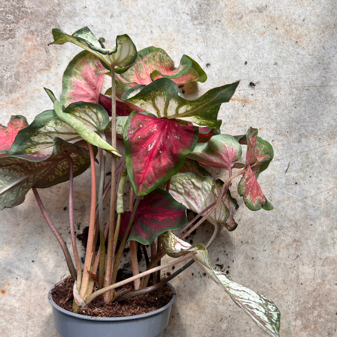 Caladium &