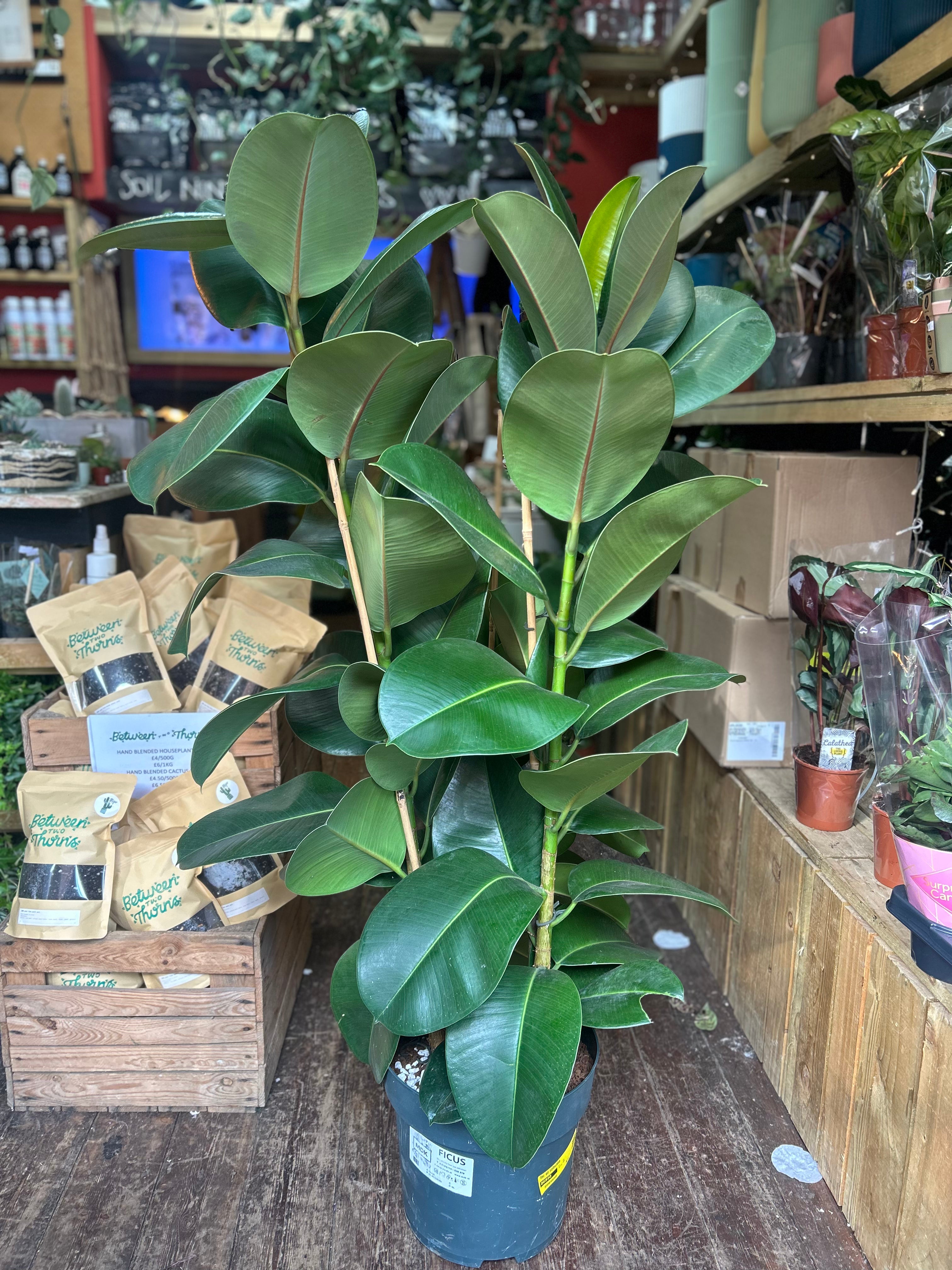 Ficus elastica (Rubber Plant) -4 varieties available