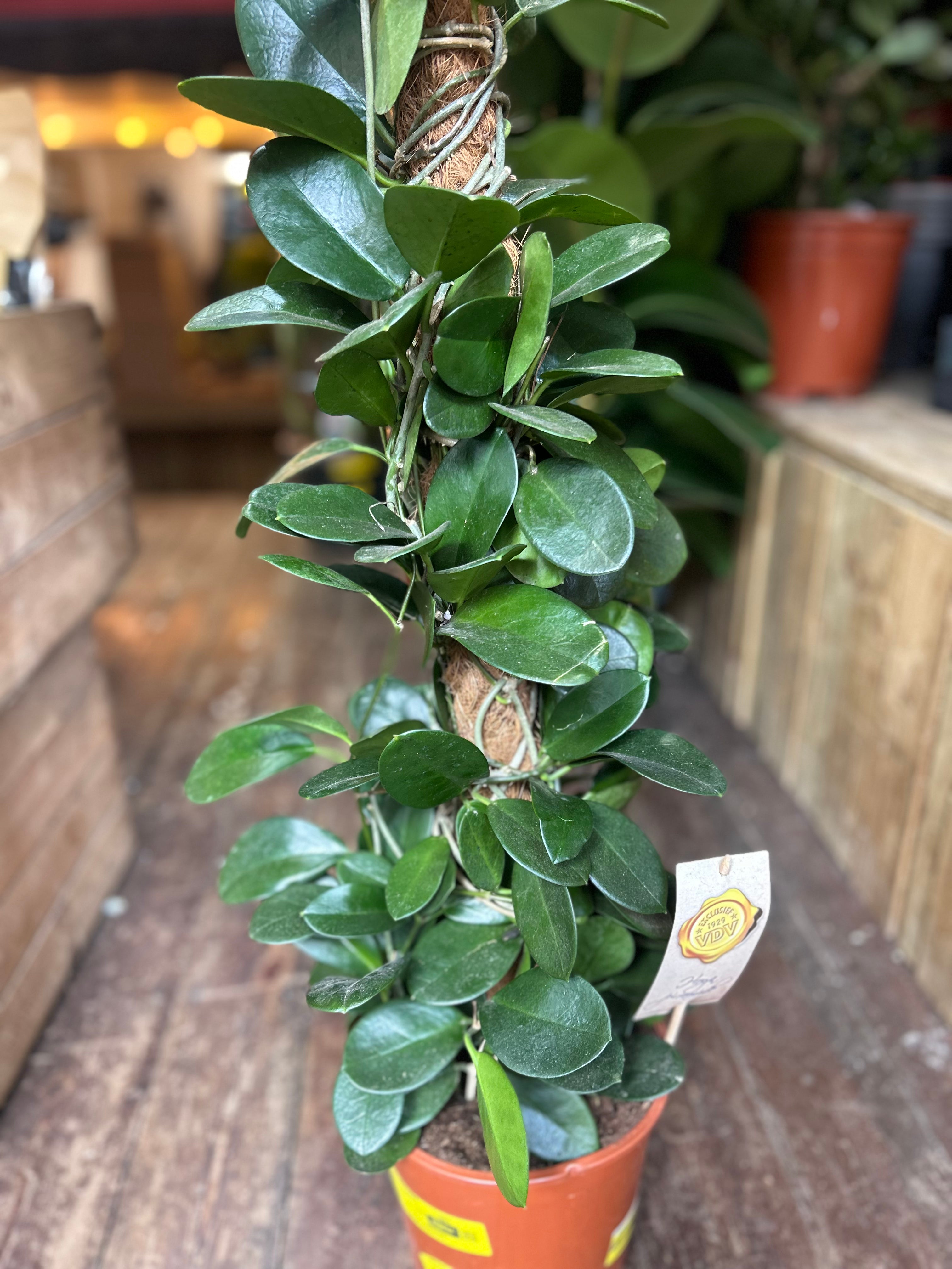 Hoya australis (Wax plant)