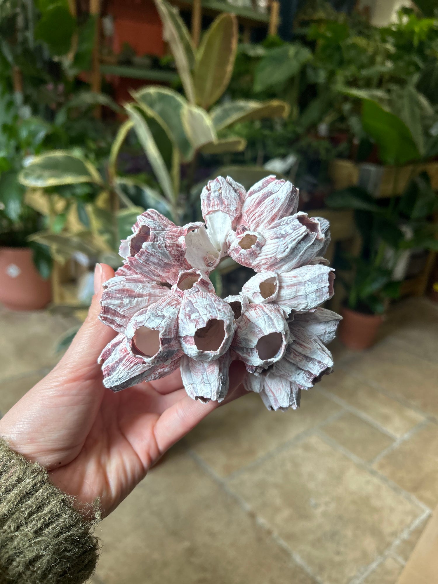 Decorative barnacles for terrariums, vivariums and fish tanks