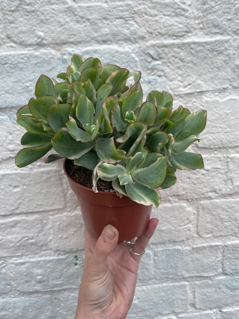 Crassula (Succulents) -Various Varieties