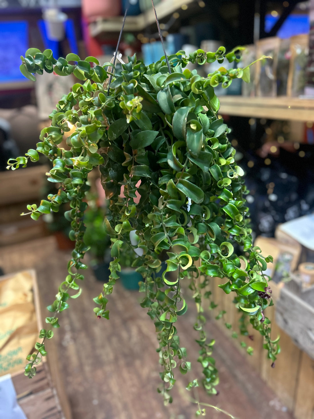 Aeschynanthus radicans &