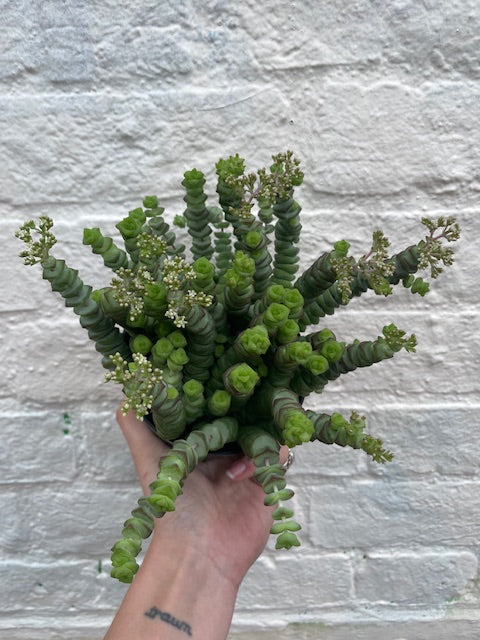 Crassula marnieriana (Jade Necklace Plant)