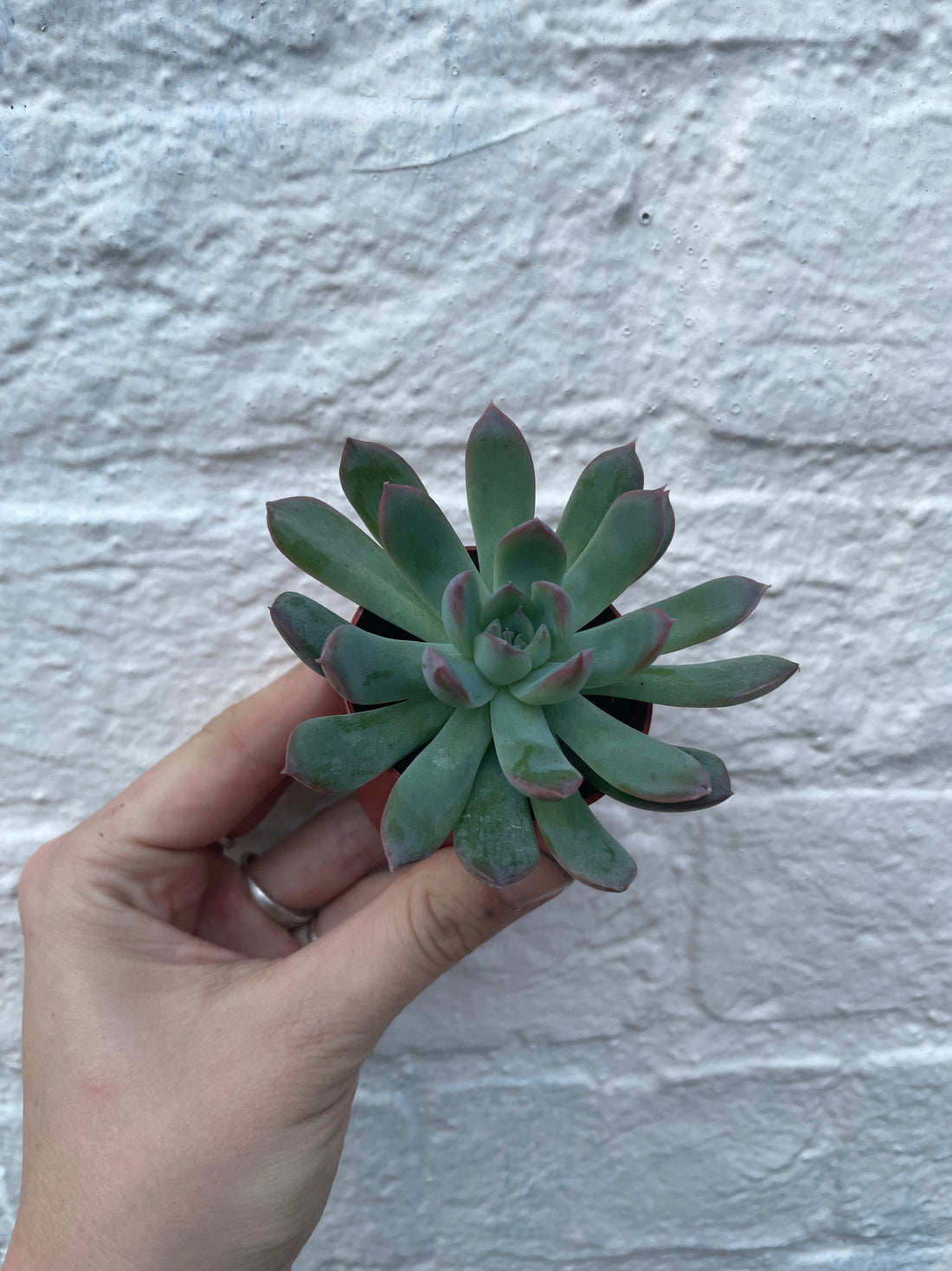 Echeveria pulidonis (Succulent)