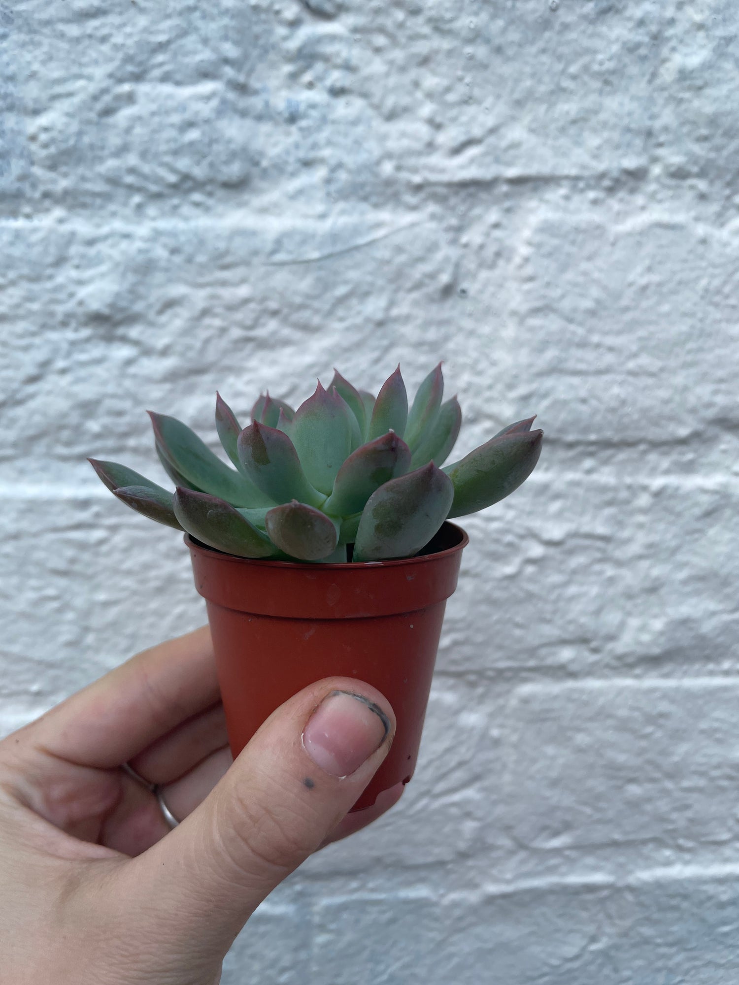 Echeveria pulidonis (Succulent)