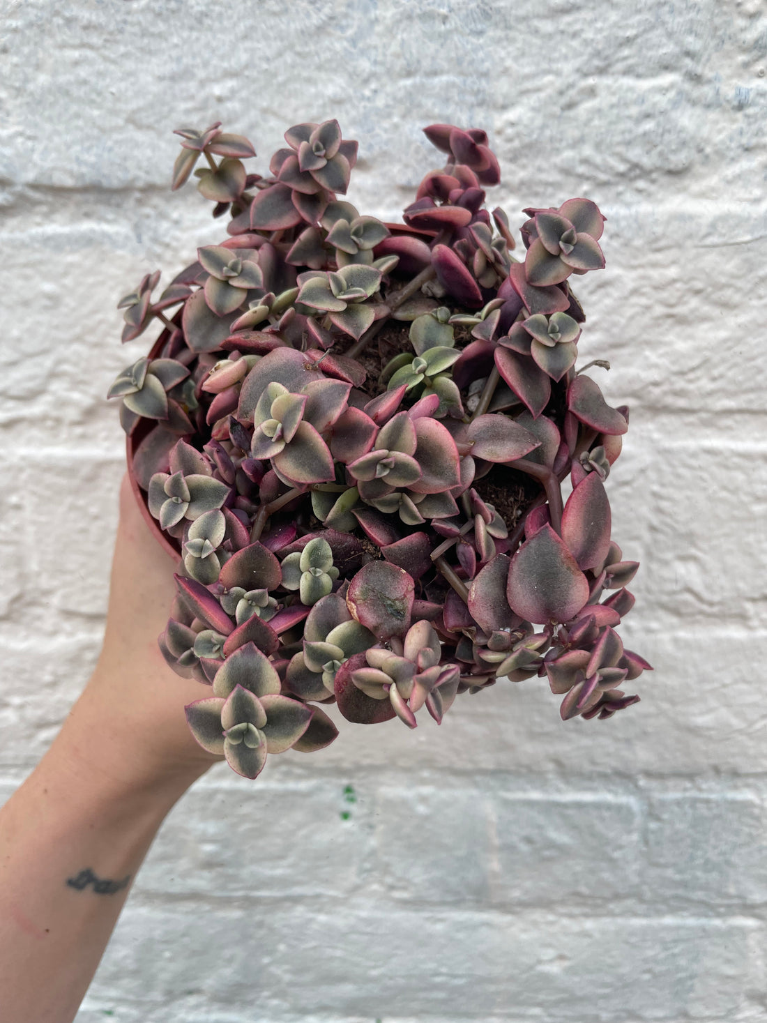 Crassula marginalis Rubra &