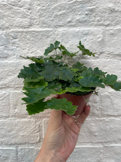 Doryopteris cordata (Antler Fern/Antenna Fern)