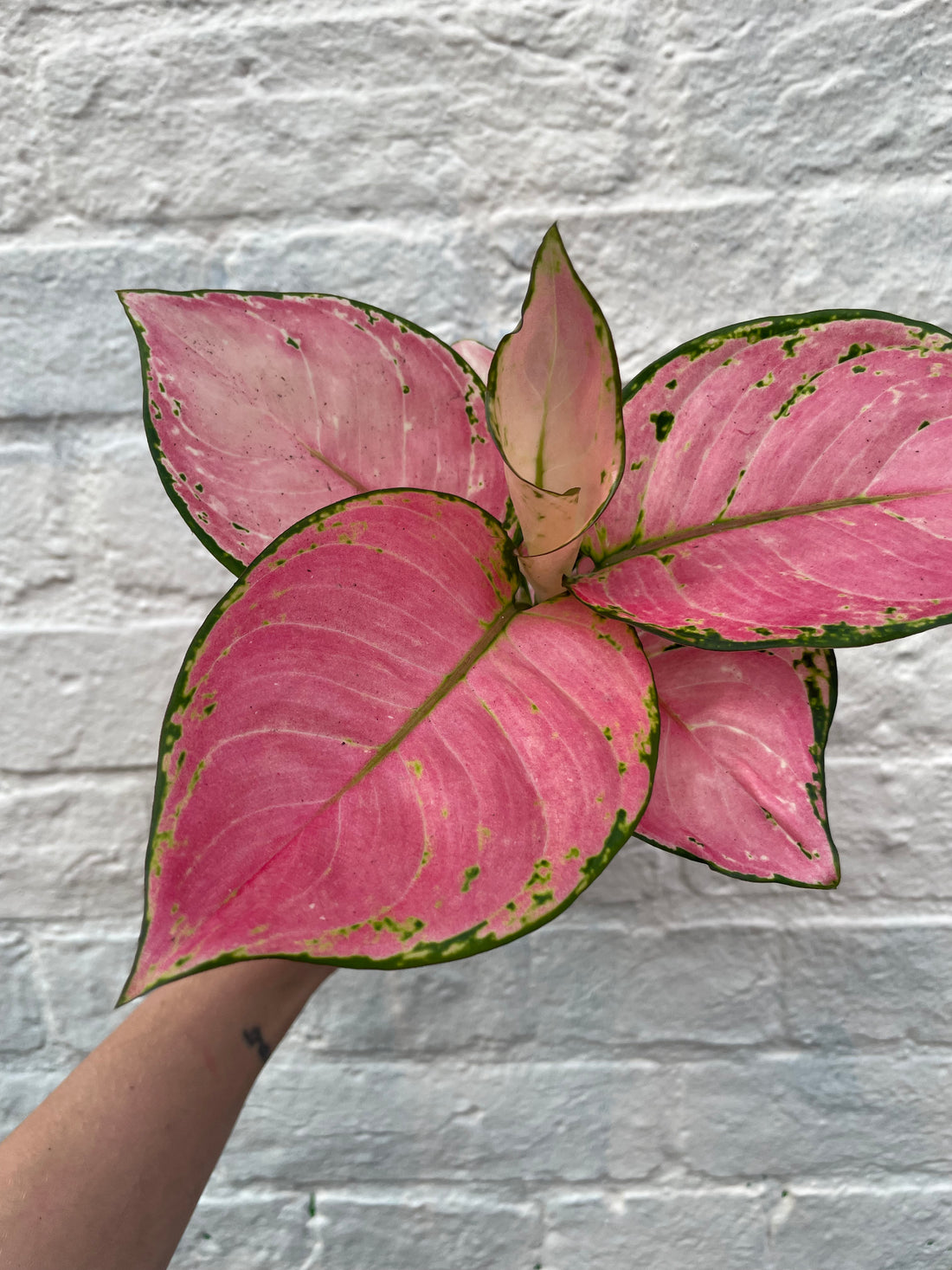 Aglaonema &