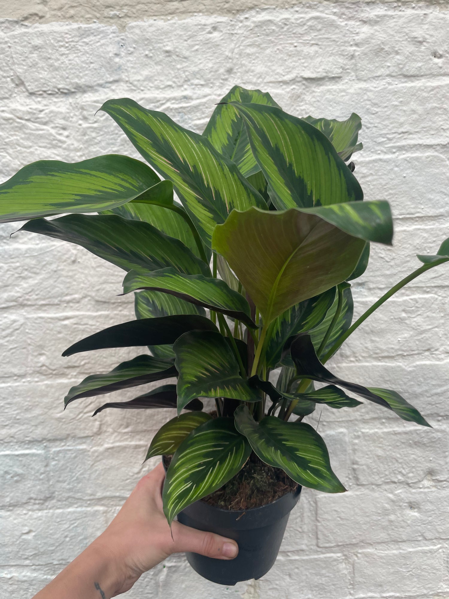 Goeppertia ornata syn. Calathea ornata &