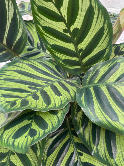 Goeppertia makoyana syn. Calathea makoyana (Peacock plant/ Prayer Plant)